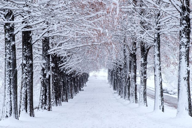 雪が降る冬の木々の列
