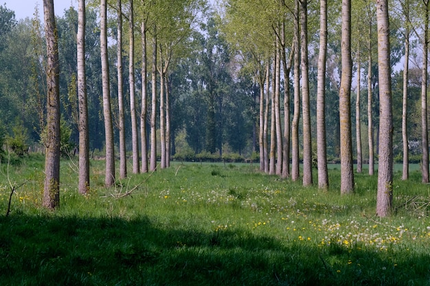 Row of trees with green grasses in the ground