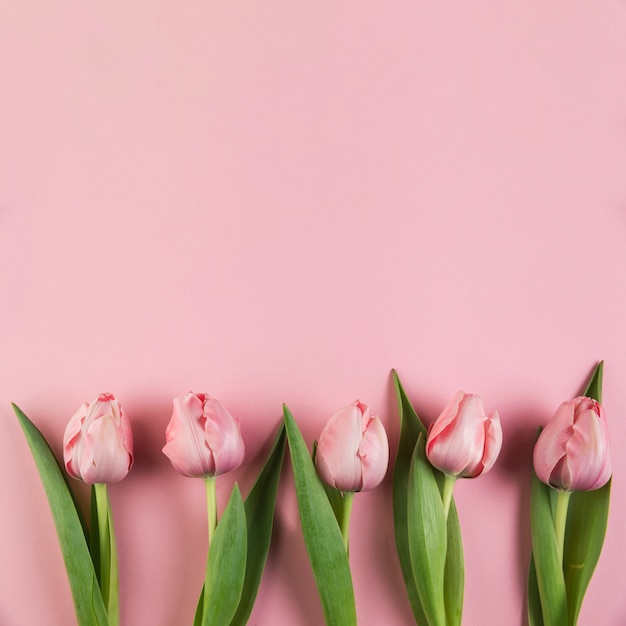 Row of tulips against pink background