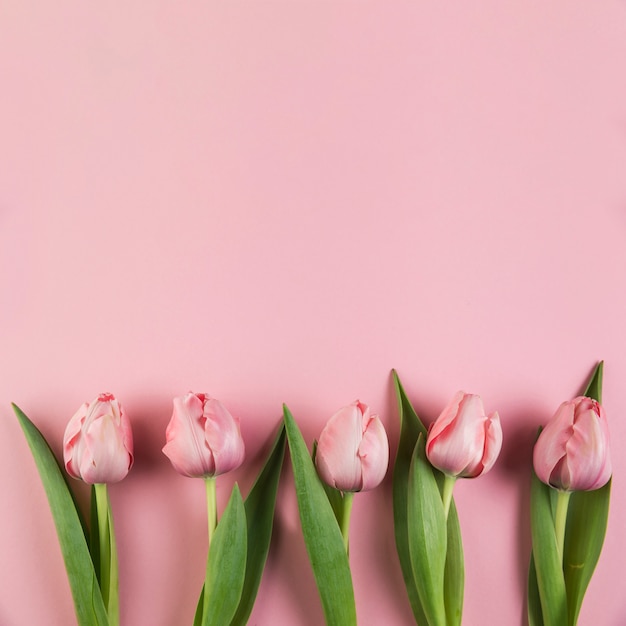 Ряд тюльпанов на розовом фоне