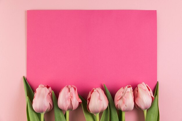 Ряд тюльпанов на розовой карточке на цветном фоне
