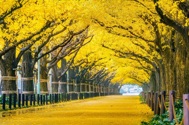 Ряд желтого дерева гинкго осенью. Осенний парк в Токио, Япония.