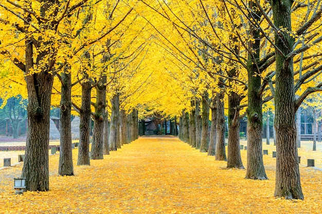 韓国、南怡島の黄色い銀杏の木の列