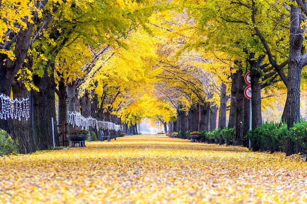 牙山、韓国の黄色い銀杏の木の列