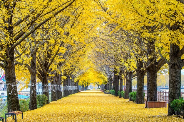 Row of yellow ginkgo trees in Asan, Korea