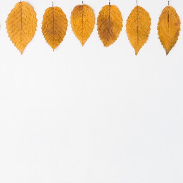 Free photo row of yellow leaves