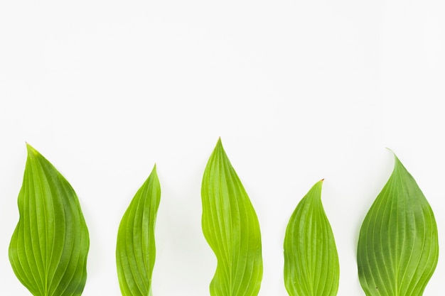 Rows of fresh green leaves on white background