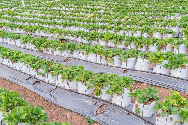 rows of strawberry.