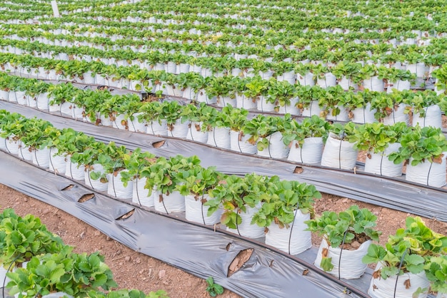 rows of strawberry.