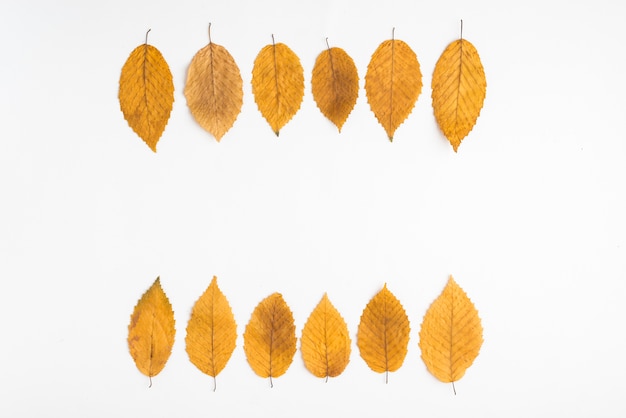 Rows of yellow leaves