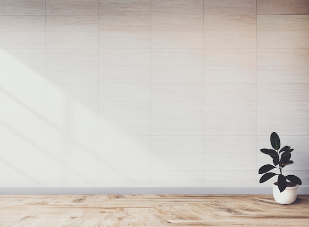 Free photo rubber fig plant in an empty room