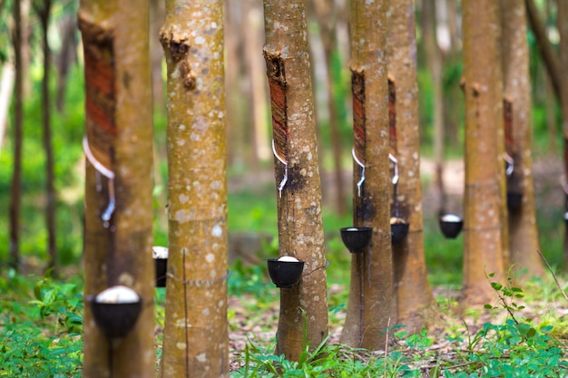 Foto gratuita albero di gomma e ciotola riempita di lattice.