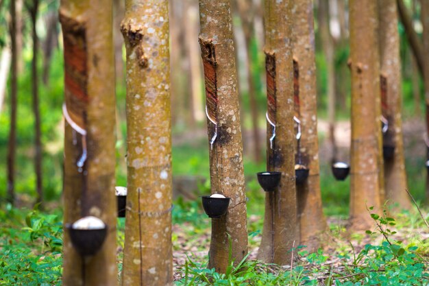 Rubber tree and bowl filled with latex.