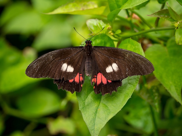 The Ruby-Spotted Swallowtail or Red-Spotted Swallowtail