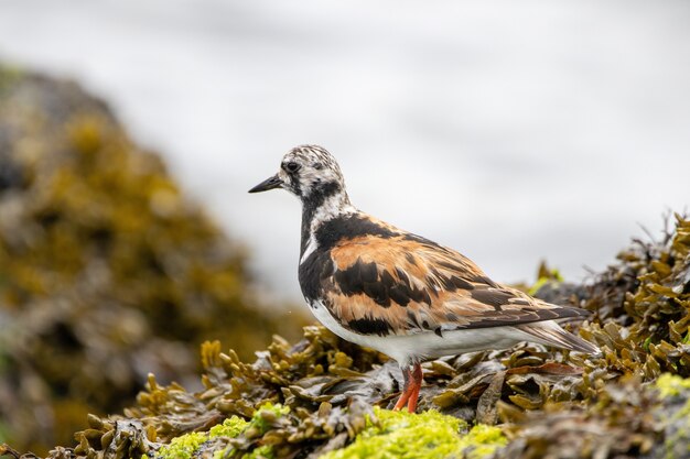 Ruddy Turnstone bird on a rock covered with seaweed by the ocean