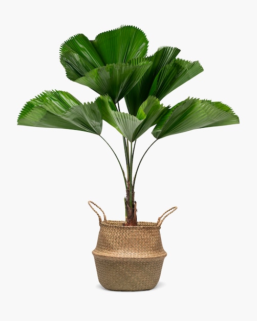 Ruffled leaf palm plant in a rattan basket