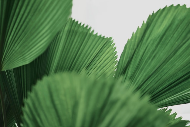 Free photo ruffled leaf palm tree background