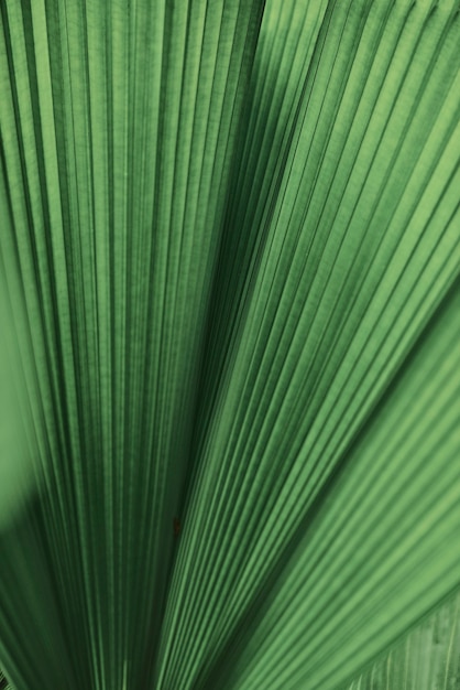 Ruffled leaf palm tree background