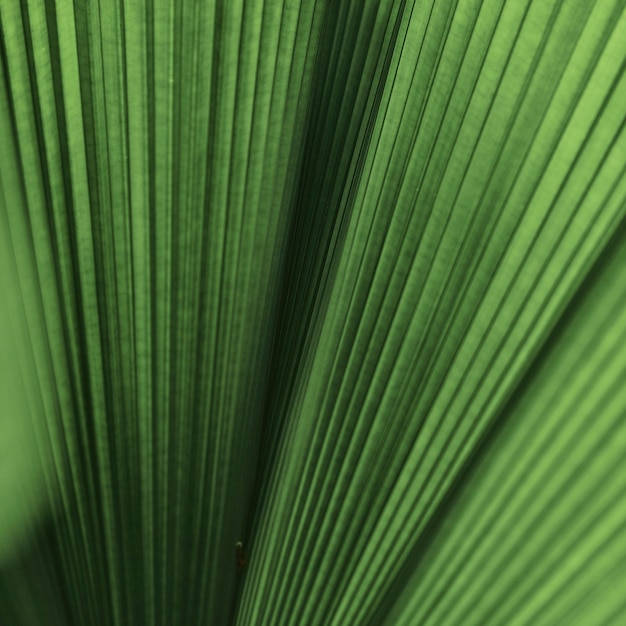 Ruffled leaf palm tree background
