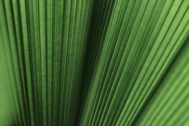 Ruffled leaf palm tree background
