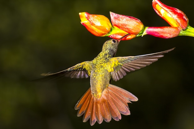 Rufous-tailed hummingbird, amazilia tzacatl nectaring