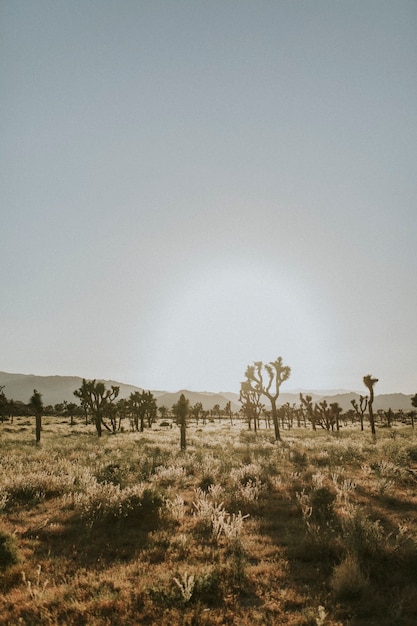 カリフォルニアの砂漠の起伏の多い地形 Premium写真