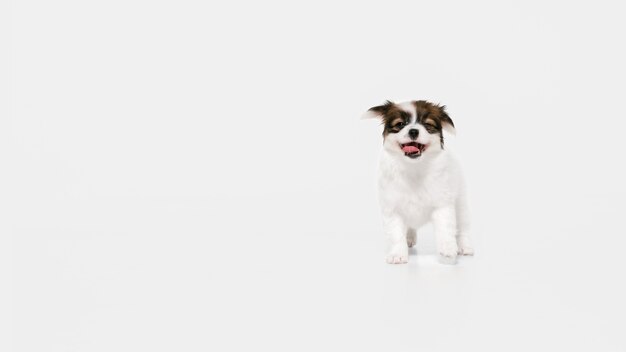 Running. Papillon Fallen little dog is posing. Cute playful braun doggy or pet playing on white studio background. Concept of motion, action, movement, pets love. Looks happy, delighted, funny.