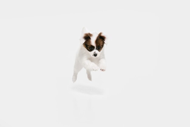 ランニング。パピヨン倒れた小さな犬がポーズをとっています。白いスタジオの背景で遊ぶかわいい遊び心のあるブラウン犬やペット。動き、行動、動き、ペットの愛の概念。幸せ、喜び、おかしいように見えます。