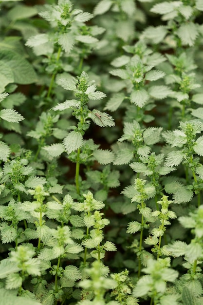 Free photo rural concept with nettles