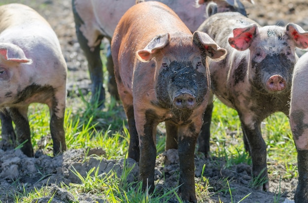 재미있는 더러운 돼지가 걷고 있는 시골 농장