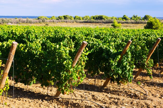 Rural landscape in vineyards plant 
