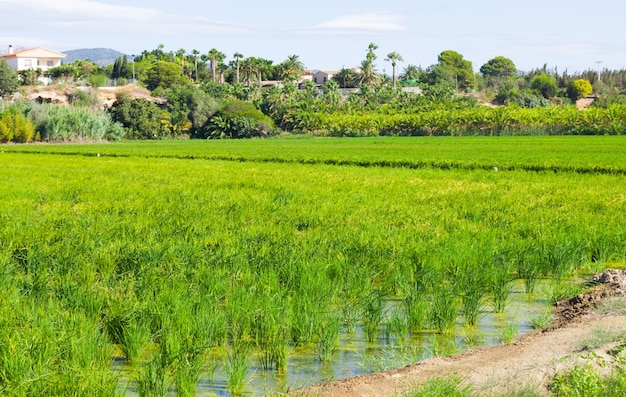 сельский пейзаж с рисовыми полями