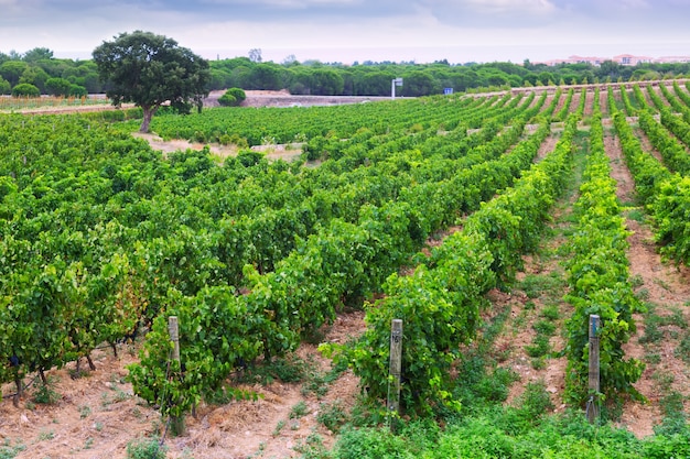 Rural  landscape with vineyards field 