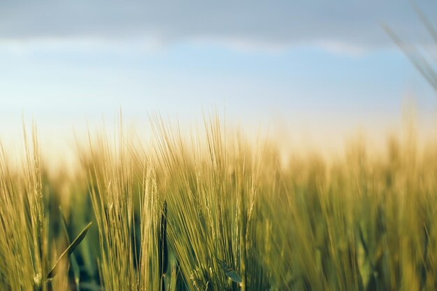 青い空に沈む夕日の田園風景選択的なソフトフォーカス浅い被写界深度夏の野原の自然の中で若い緑のライ麦の新鮮な耳