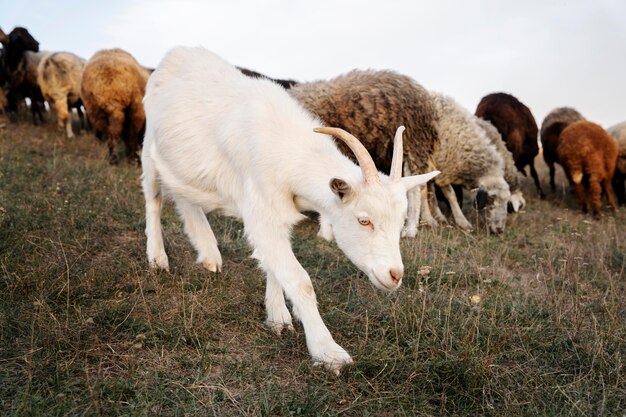 Rural life concept with goat and sheep