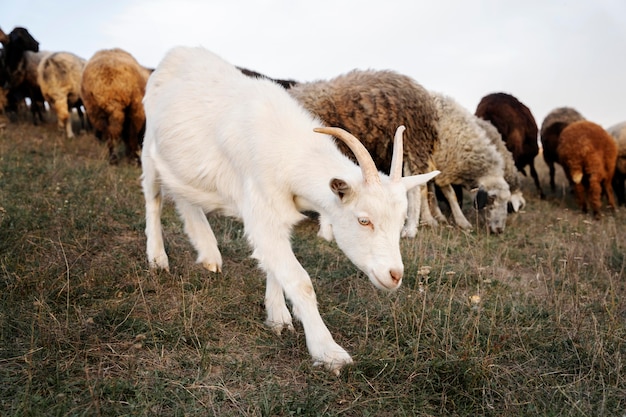 Rural life concept with goat and sheep