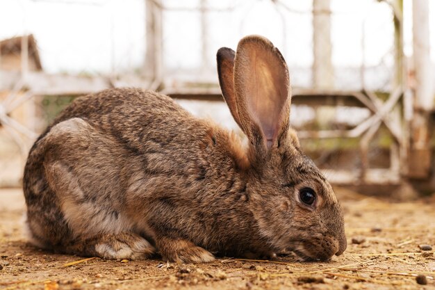 うさぎを育てる田舎のライフスタイル