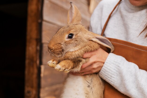 Rural life lifestyle growing rabbits