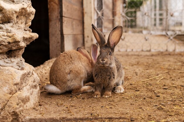 Rural life lifestyle growing rabbits