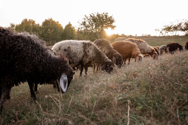 Free photo rural lifestyle concept with animals