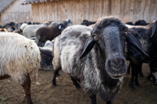 Сельский образ жизни с овцами