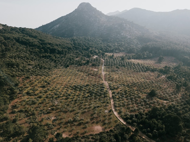 Rural road surrounded with trees