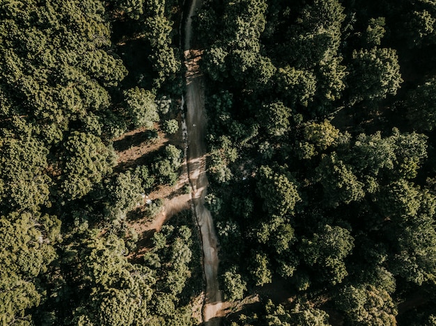 Rural round surrounded by green tropical trees