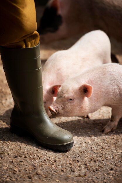 시골 여행자와 돼지를 닫습니다.