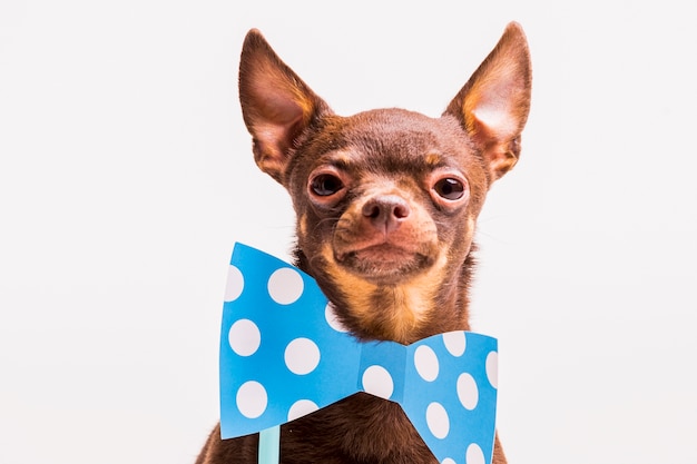 Russian toy dog with blue bowtie prop near the neck