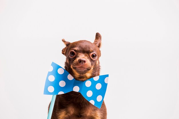 Russian toy dog with polka dot bowtie prop near the neck