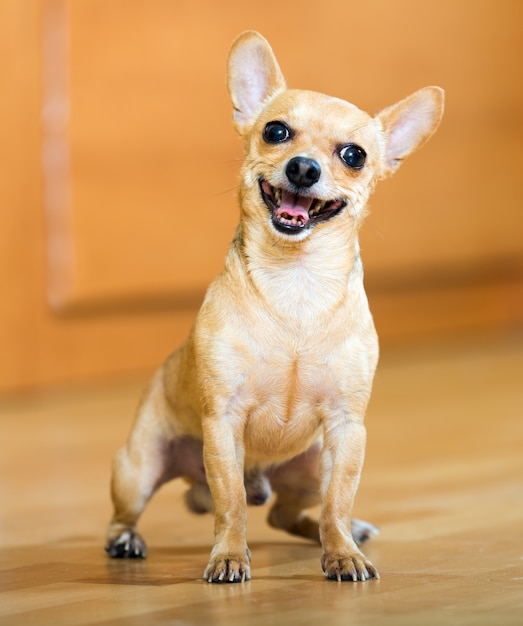 Free photo russkiy toy sitting on  floor