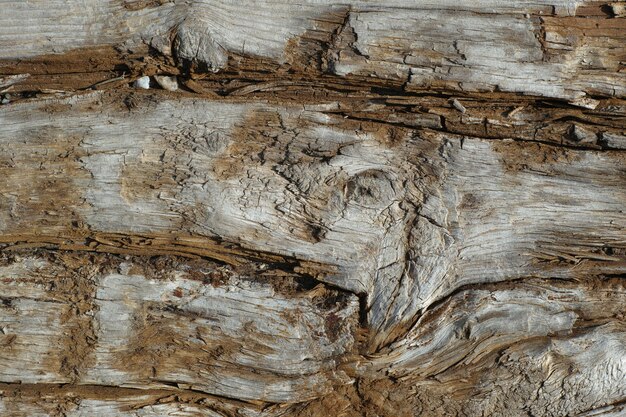 Rustic wood texture