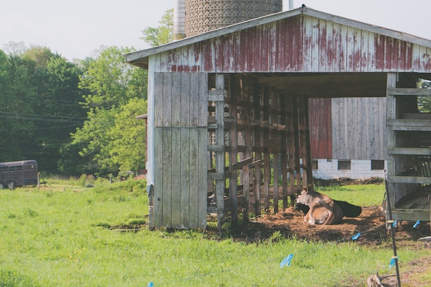 Rusty old wooden barn with a cow laying inside at a farm with grass around