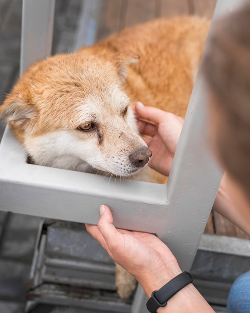 Sad dog at shelter being pet by woman